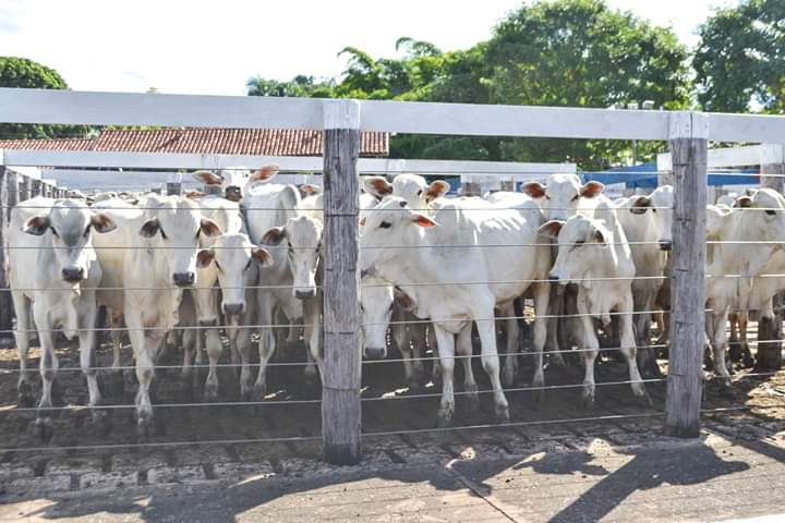 2º Leilão Elo MS