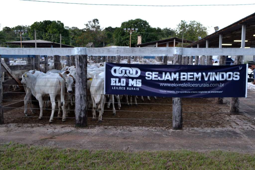 33º Leilão do Criador