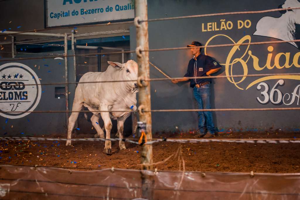 36º LEILÃO DO CRIADOR ELO MS