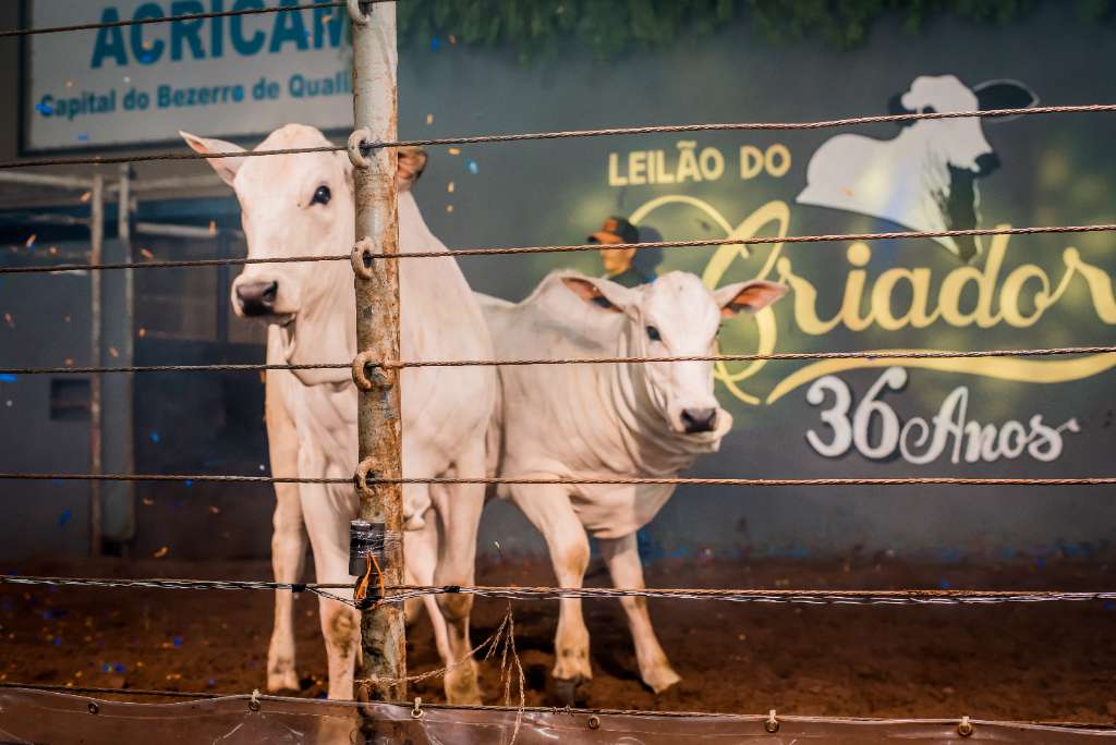 36º LEILÃO DO CRIADOR ELO MS