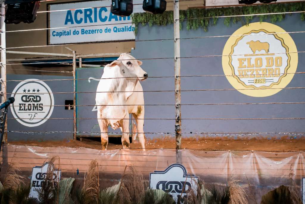 2º LEILÃO ELO DO BEZERRO