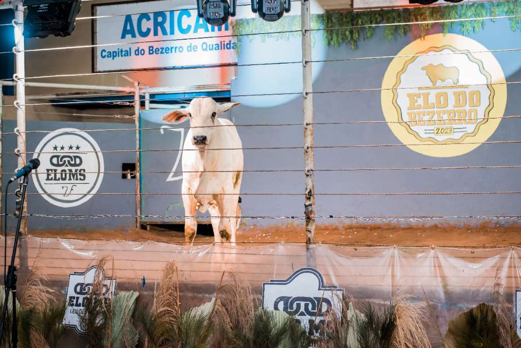 2º LEILÃO ELO DO BEZERRO