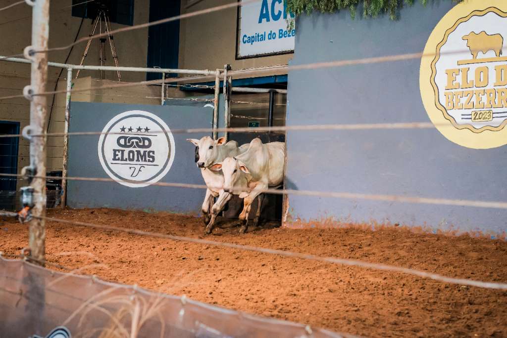 2º LEILÃO ELO DO BEZERRO