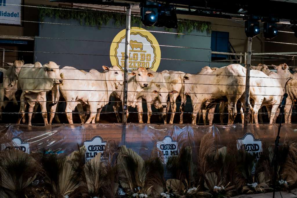 2º LEILÃO ELO DO BEZERRO