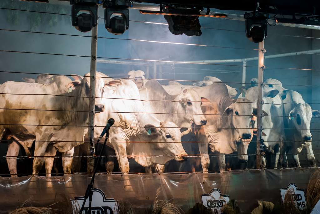 2º LEILÃO ELO DO BEZERRO