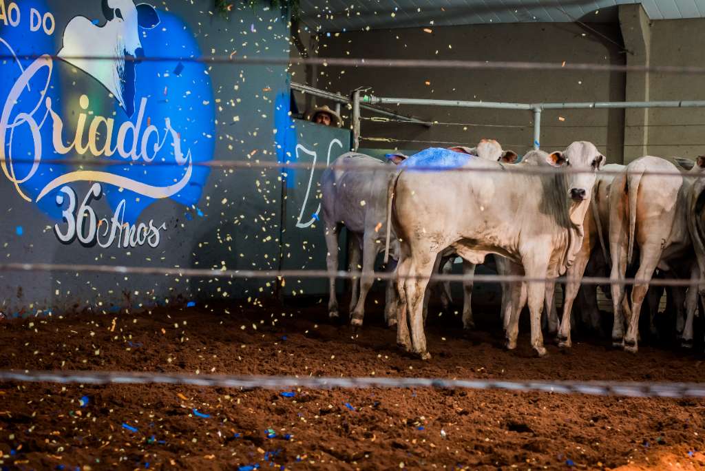 36º LEILÃO DO CRIADOR ELO MS