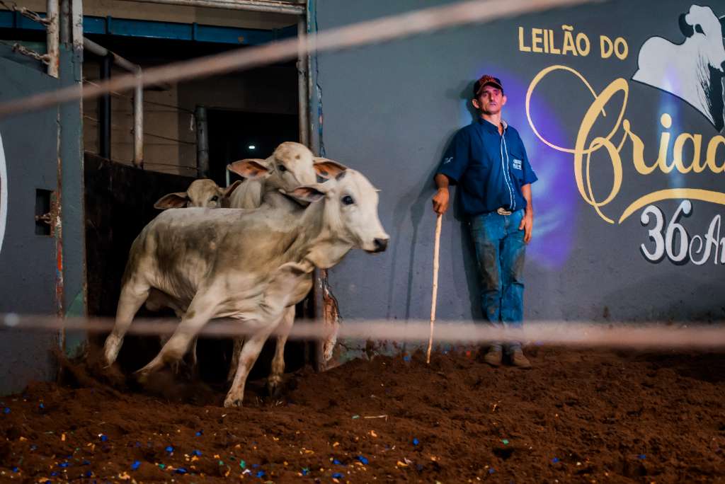 36º LEILÃO DO CRIADOR ELO MS